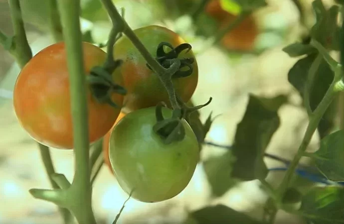 The 8 Most Worthwhile Tomato Plant Corporations In Space The 8 Most Worthwhile Tomato Plant Corporations In Space