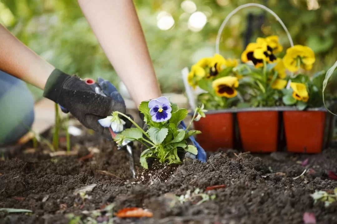 What All folks Ought to Examine Container Gardening What All folks Ought to Examine Container Gardening