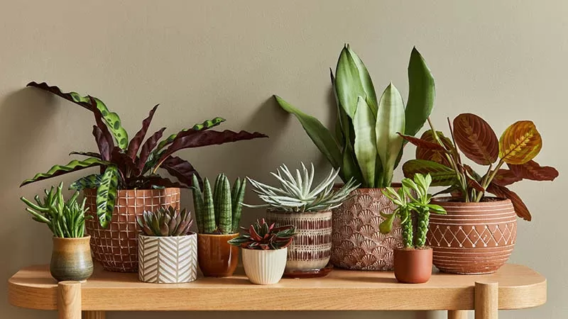 220722 plant care title