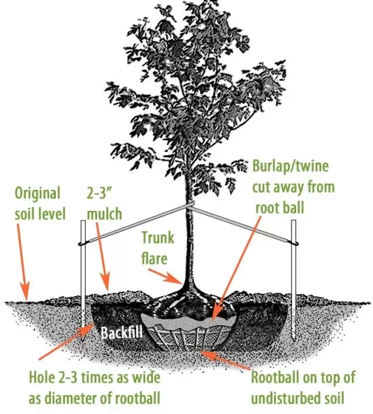 8741 tree diagram