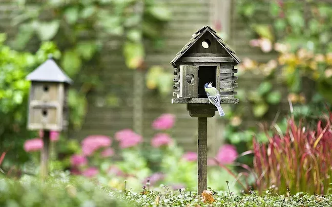 Home Gardening Feed Birds in Houses And Gardens