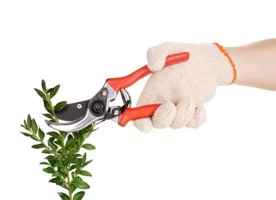 Gardening Tools Promotion 101