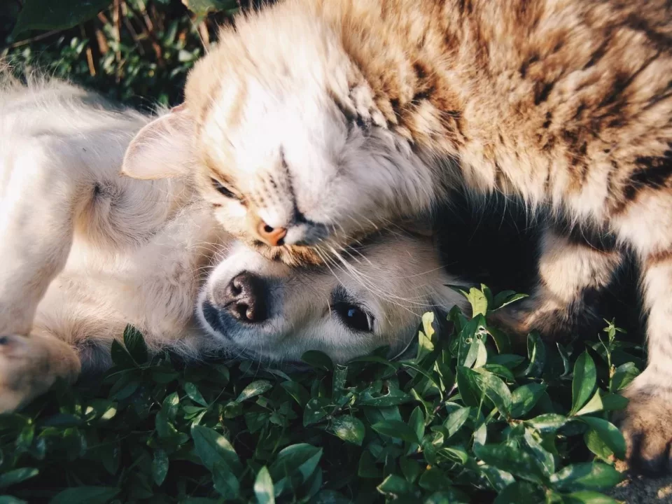 dog and cat