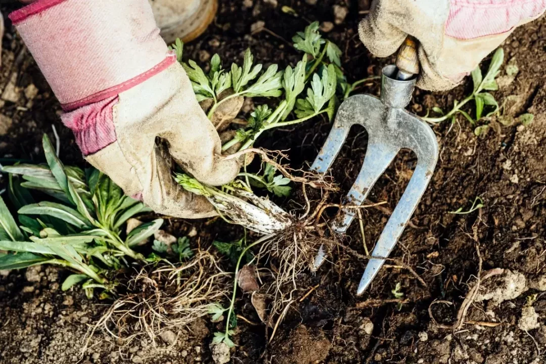 istock 1224002711 fall gardening practices person using garden t