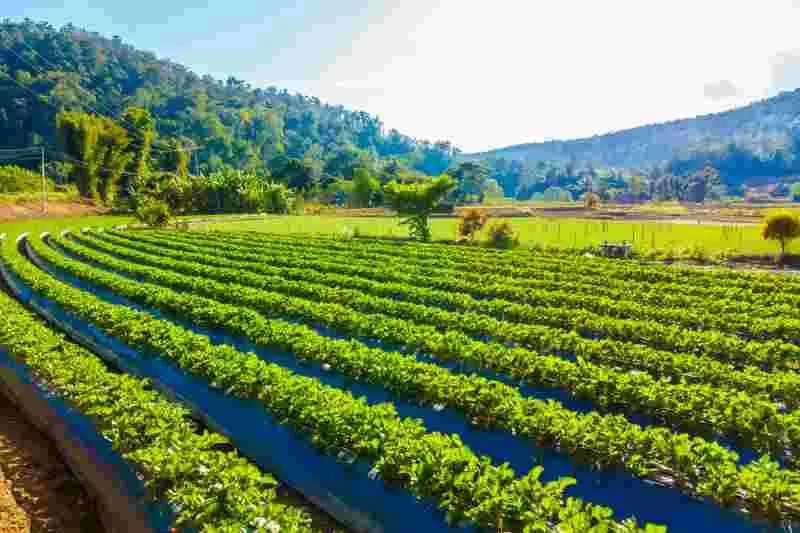 What Internet sites Embody Info On Pure Gardening?