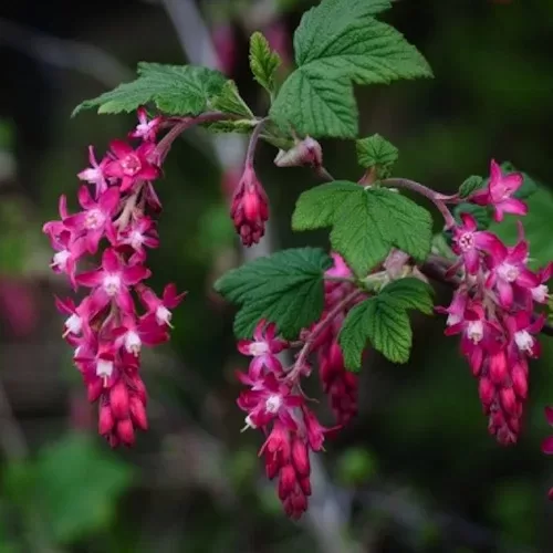 ribes1