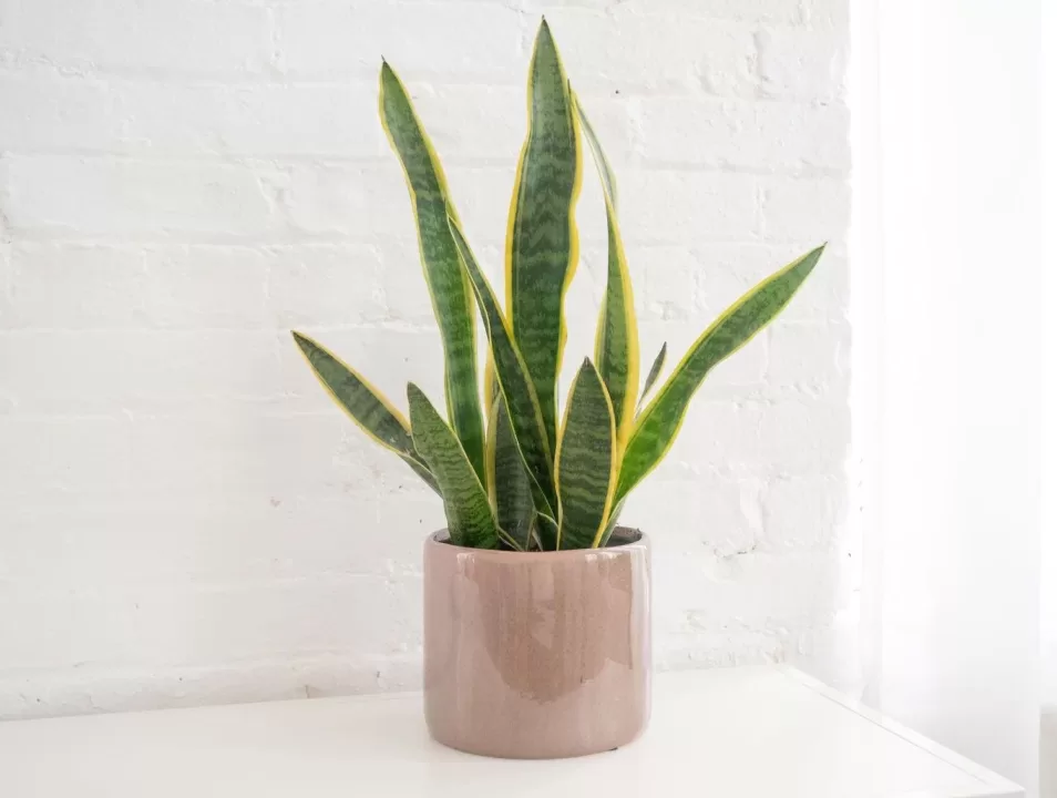 snake plant care overview 1902772 04 d3990a1d0e1d4202a824e929abb