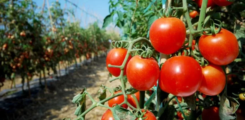 tomato growing main