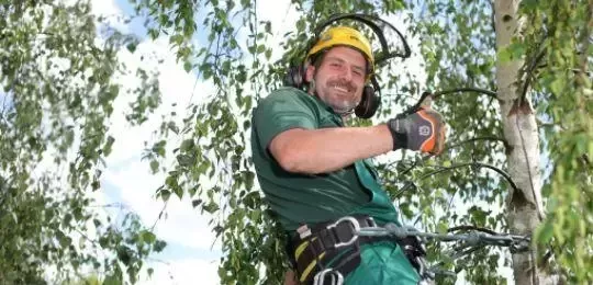 tree surgeon wallpaper