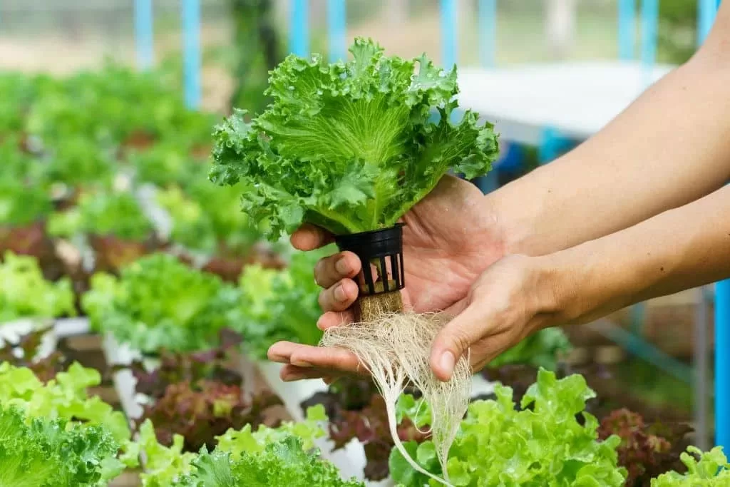 The Appeal Of Hydroponic Gardening