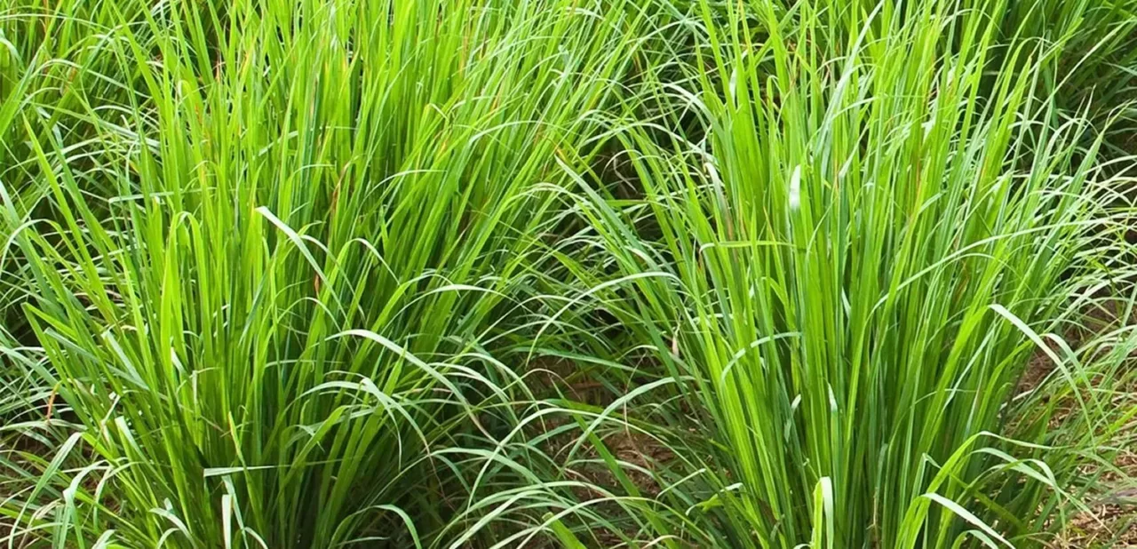 Eight Incredible Benefits Of Vetiver