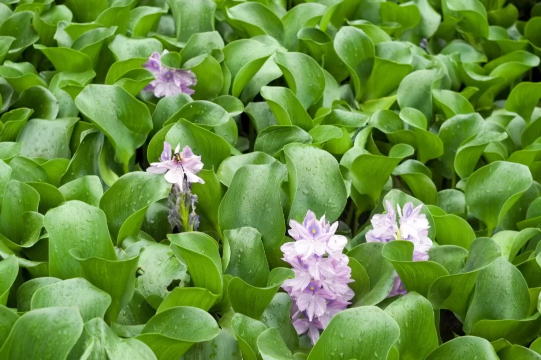 water hyacinth