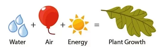 where plants get their mass