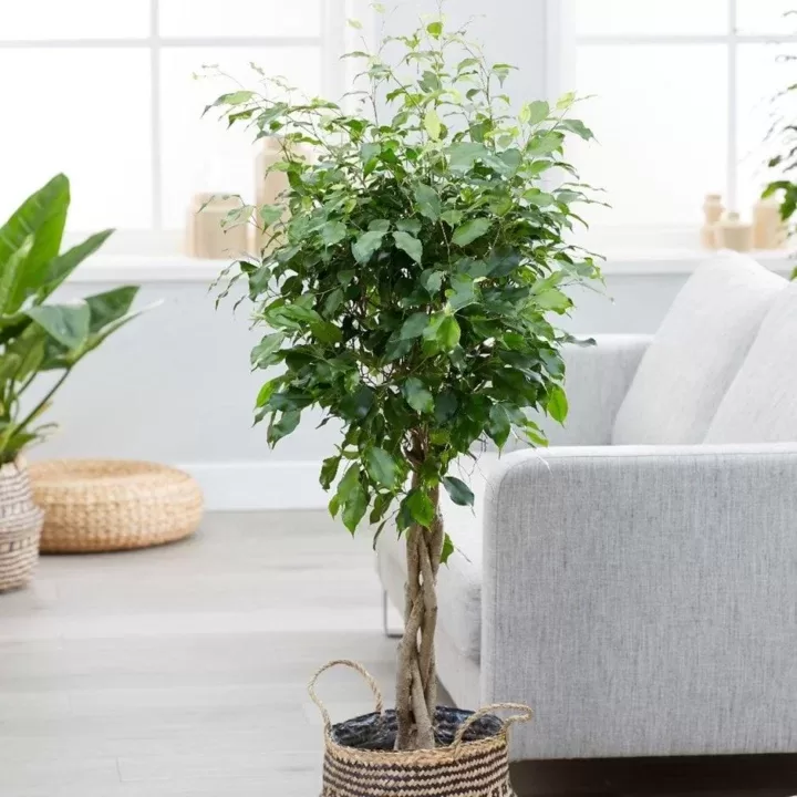 10 Plants That Can Help Keep Your Home Cool This Summer