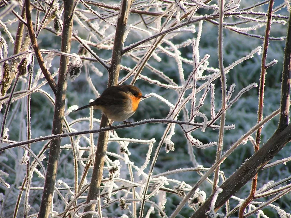 Be careful for Late Frosts: Defend Your Yard from Devastation