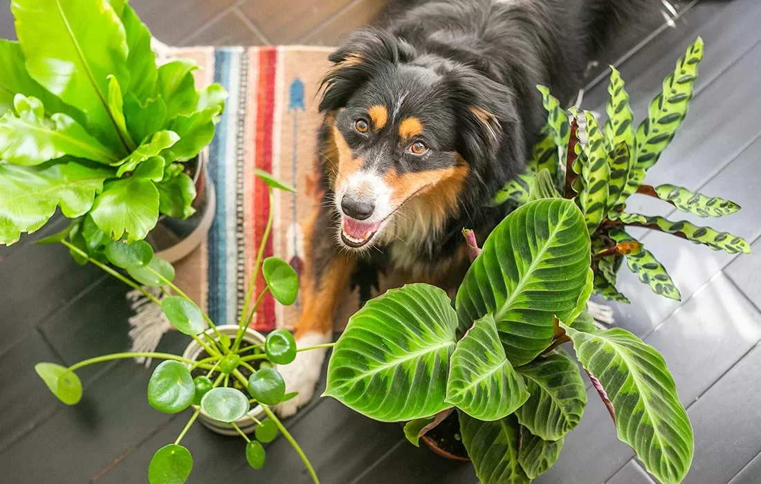 Protect Your Beloved Pets: Beware of These Toxic Plants!