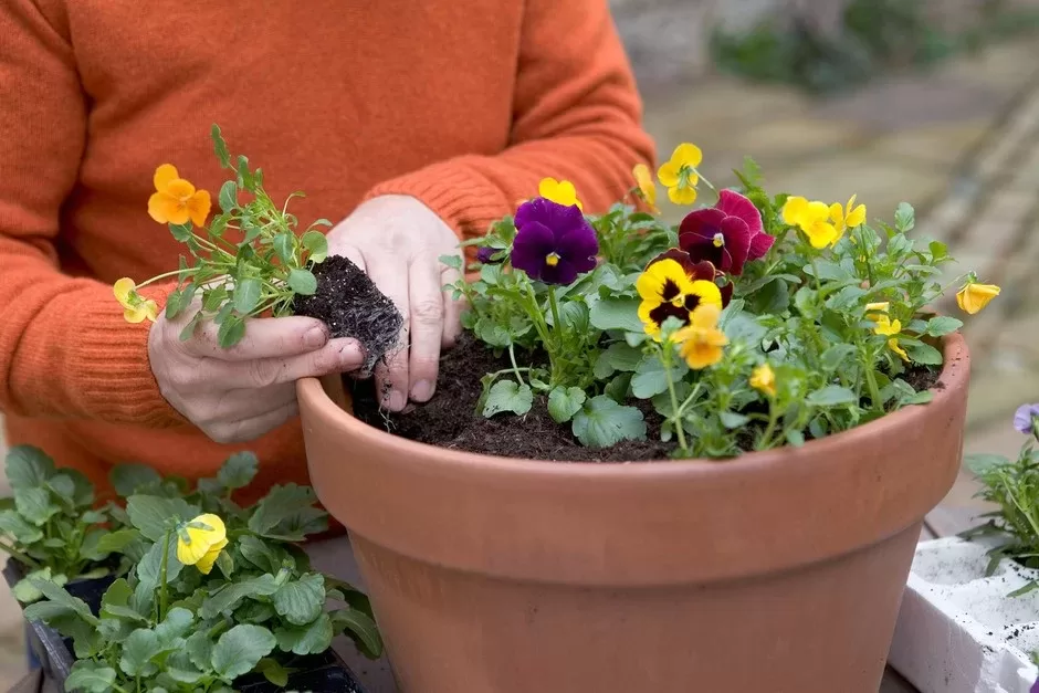 2048x1365 winter pansies seo li1359353 608b038