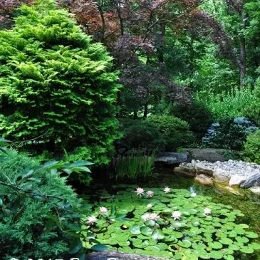 The Ultimate Gardening Dictionary: Unlock the Secrets and techniques and strategies to Thriving Gardens The Ultimate Gardening Dictionary: Unlock the Secrets and techniques and strategies to Thriving Gardens
