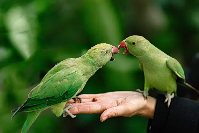 Transform Your Garden into a Bird Paradise: Feed and Delight Garden Birds