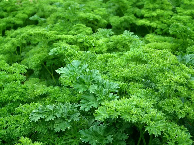 Empower Your Senses: Bountiful Harvesting of Herbs from Your Own Garden