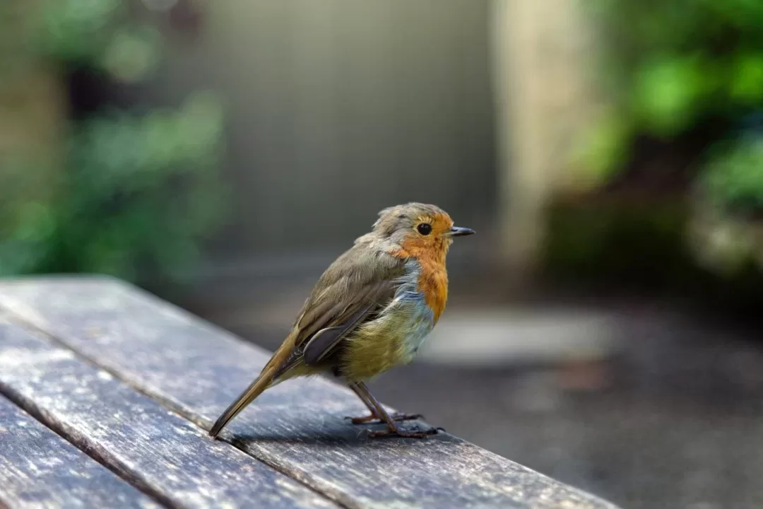 bird in garden scaled