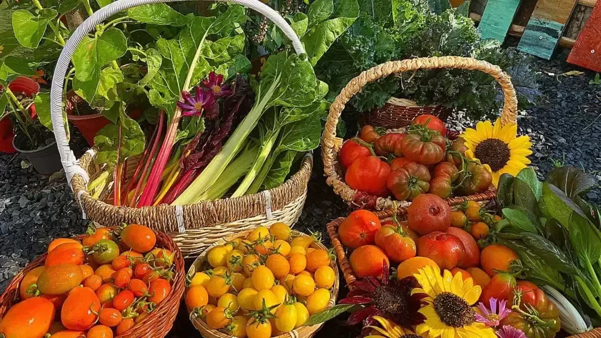 bountiful harvest 1200x675