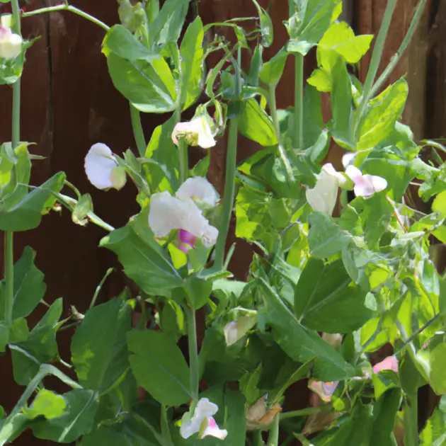 Develop top-of-the-line sweet peas