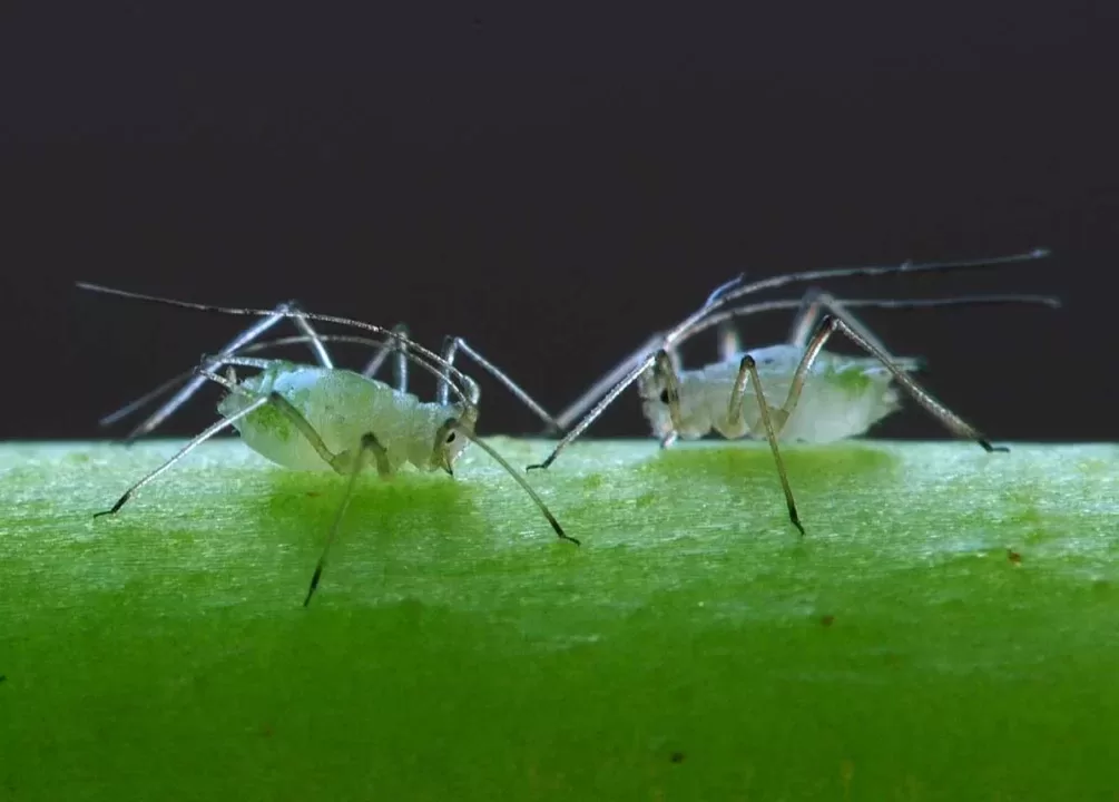 cannabis bugs closeup green aphids