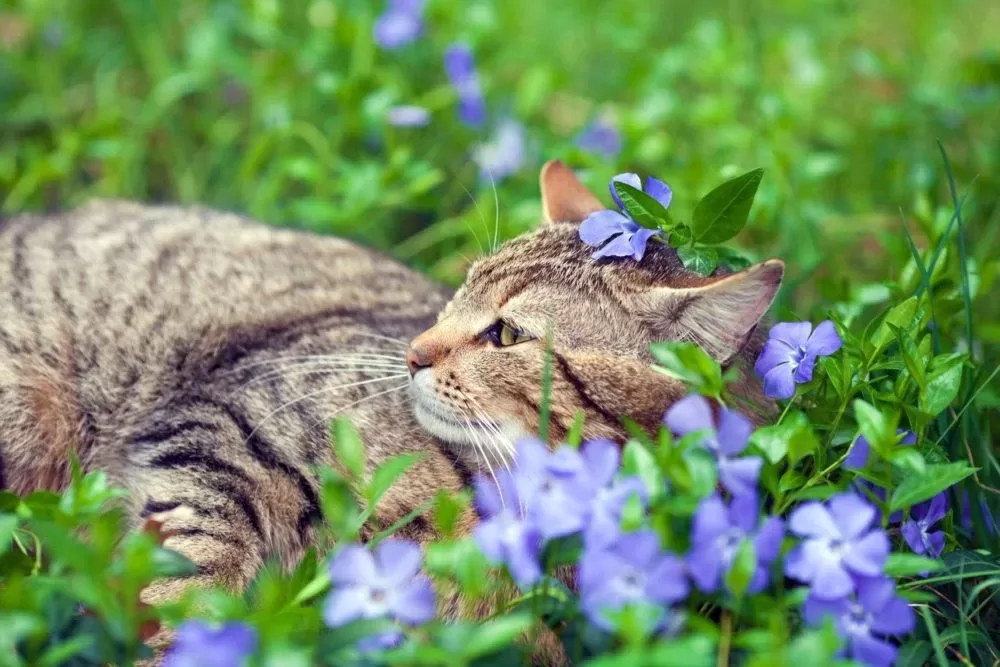 cat in blue flowers e1557864334751