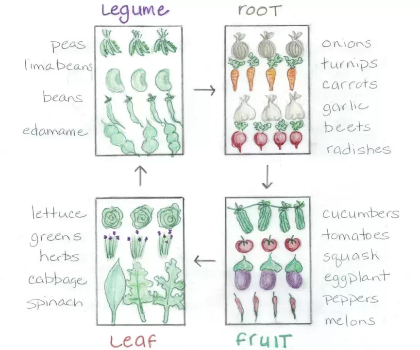 The observe of vegetable crop rotation could also be tiresome, nevertheless outcomes will wow you