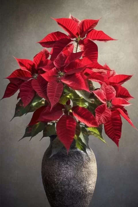 Charming Magnificence: Unveiling the Enchanting Vitality of Poinsettia