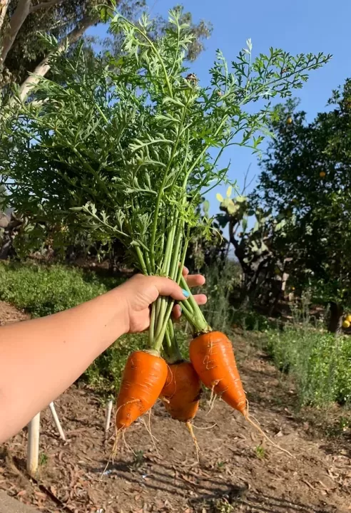 Harvest Abundance: Master the Art of Homegrown Organic Bounty