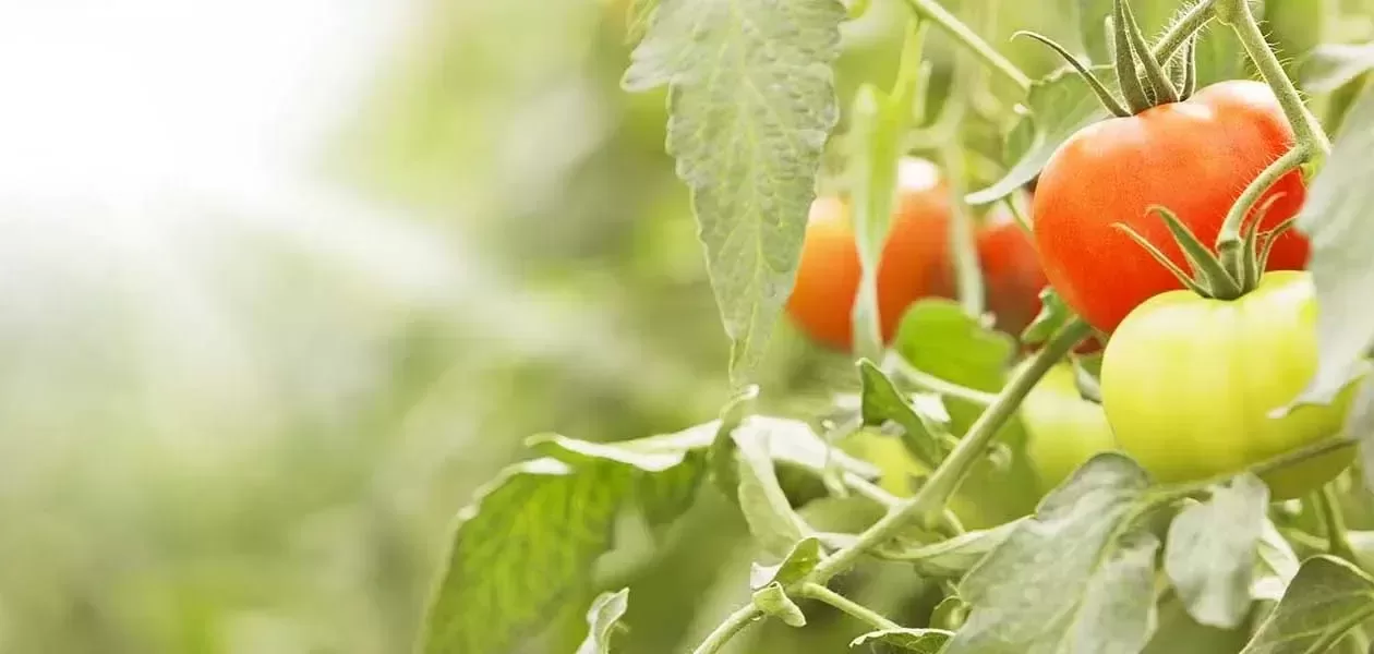 fruit veg hero 1260x600