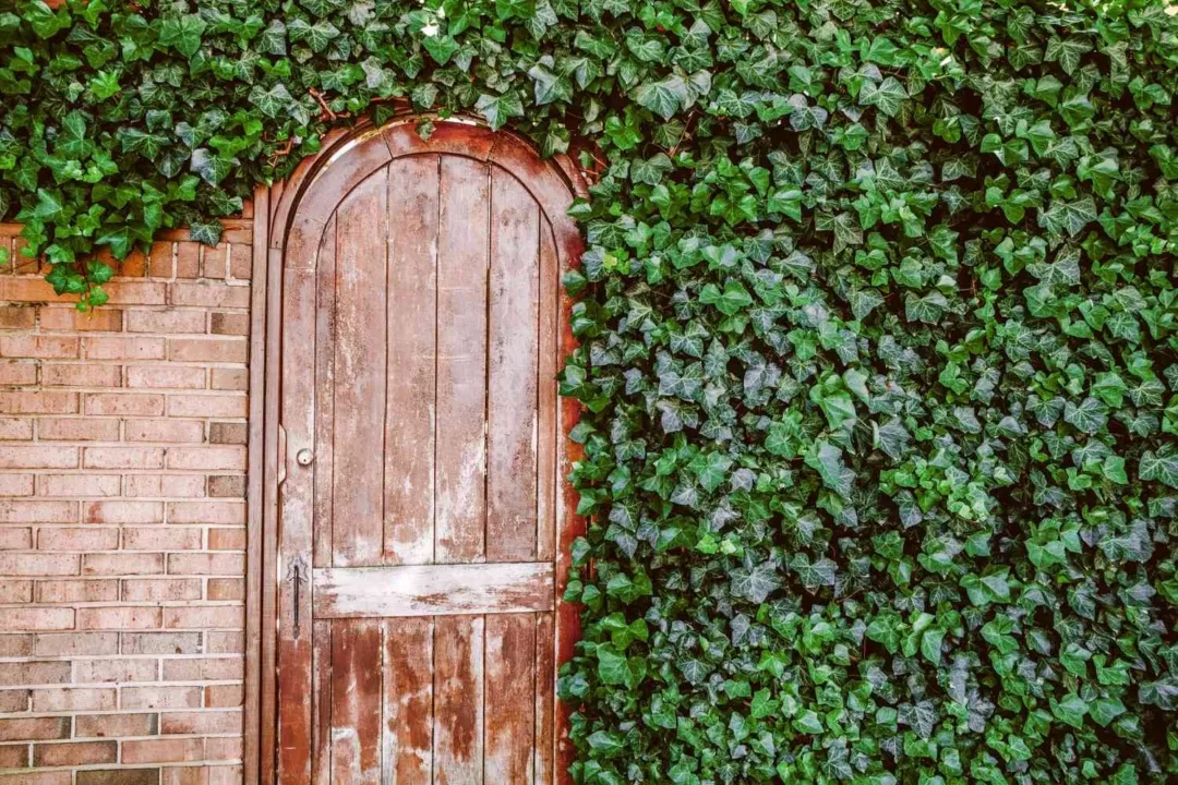 The Closing Info to Rising and Nurturing Boston Ivy: Unleash its Breathtaking Magnificence!