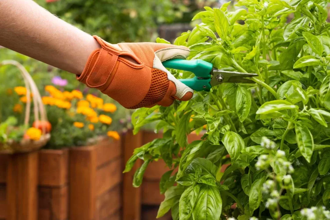 harvesting herbs for growth 5270569 01 bf6a6d75abfe49dabfcfe8138