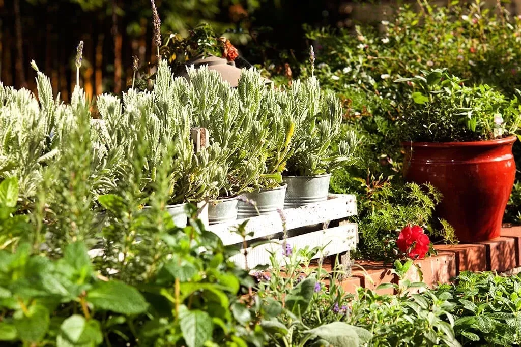 Revitalize Your Yard with Vibrant Vegetable Vegetation: A Info to Thriving Harvests