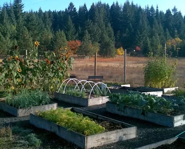 Unleash Your Culinary Creativity: Start Your Private Flavorful Herb Yard Proper now!