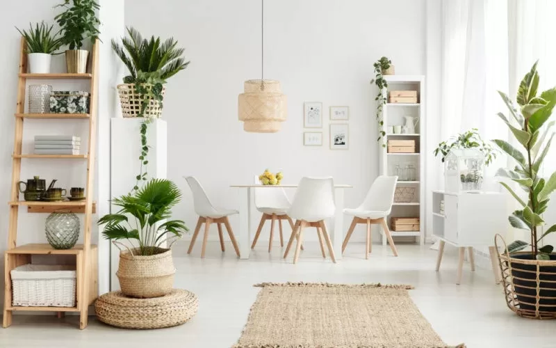 Transform Your Space with Lush Indoor Plants: Elevate Your Home Décor