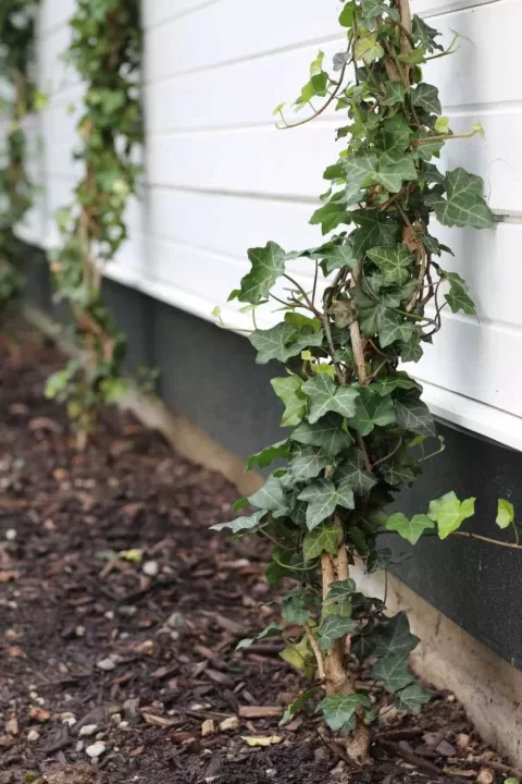 ivy planted up against a wall