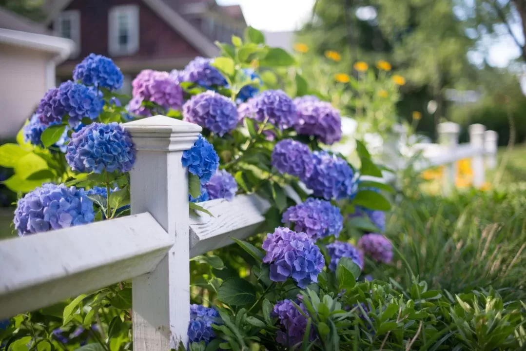 Rework Your Panorama with Vibrant Flowering Ground Covers: Photo voltaic or Shade Choices