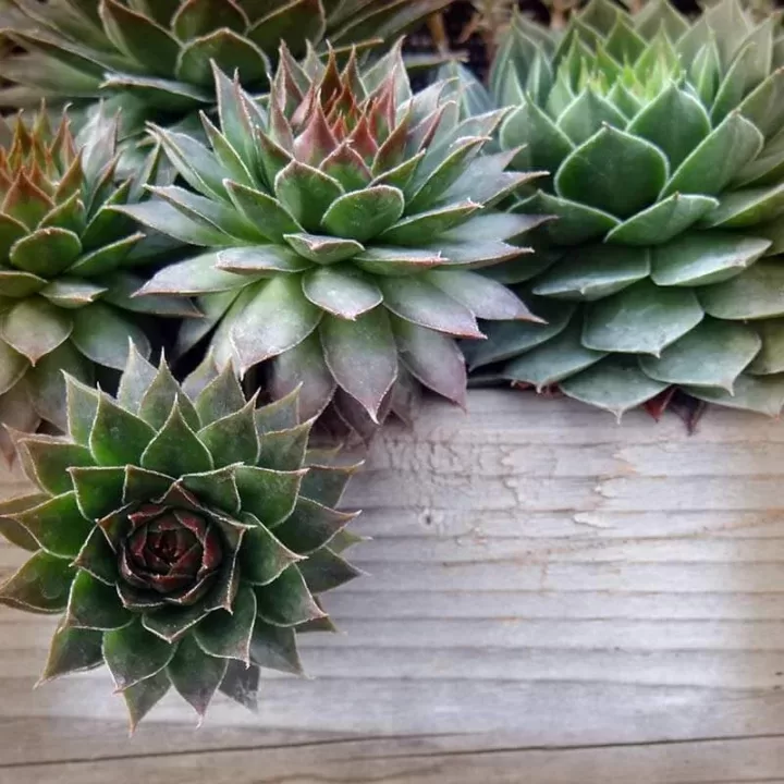 non toxic plants baby pica