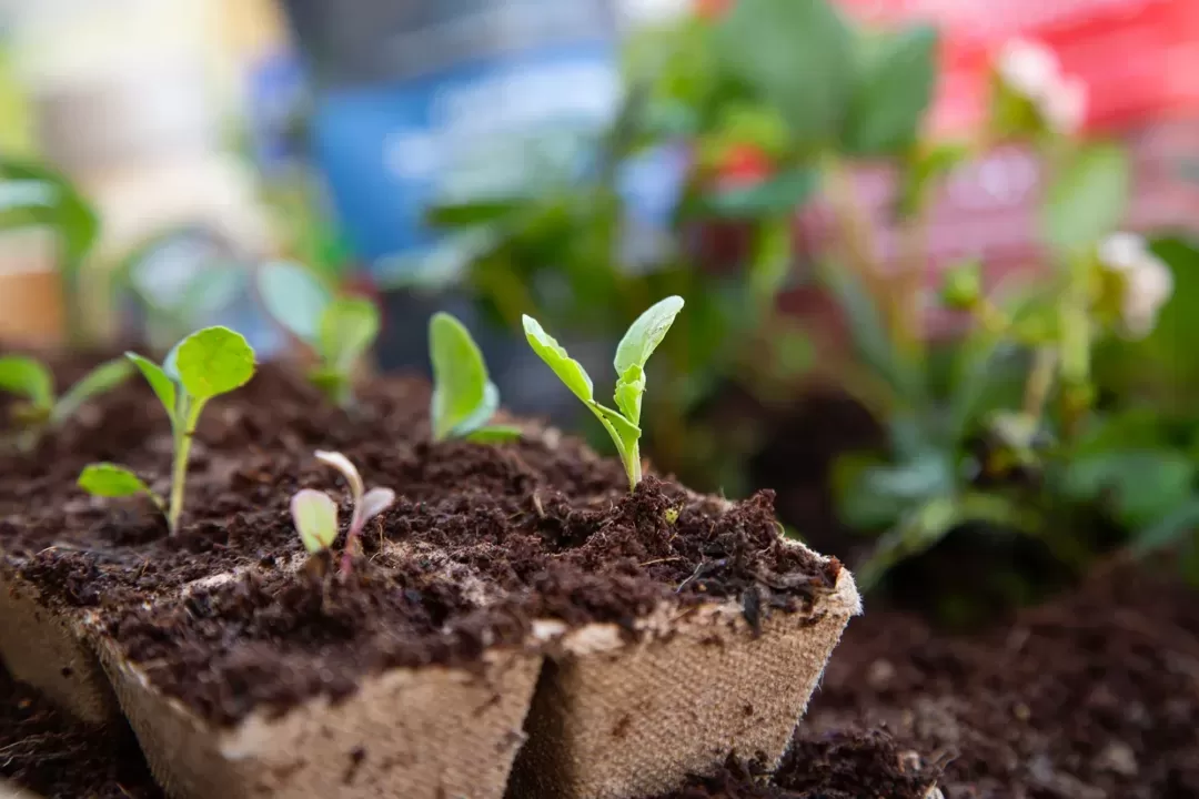 Get the filth: Examine to steadiness the needs of your yard’s soil so vegetation will thrive
