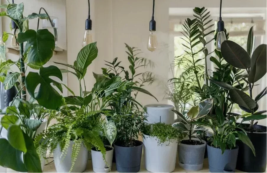 plants in a room