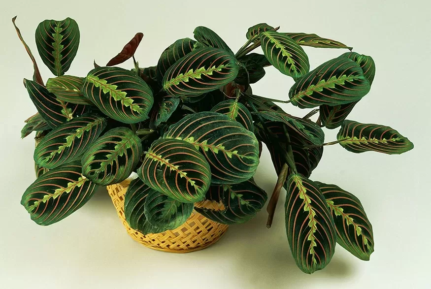 prayer plant plants that are child and pet safe