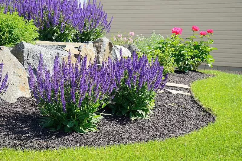 salvia flowers and rock retaining wall