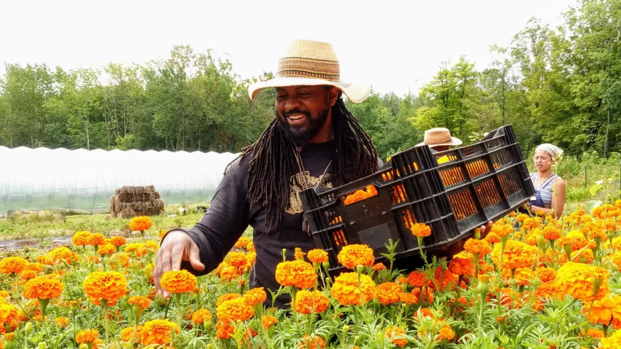 sir w d marigolds 1920x1080