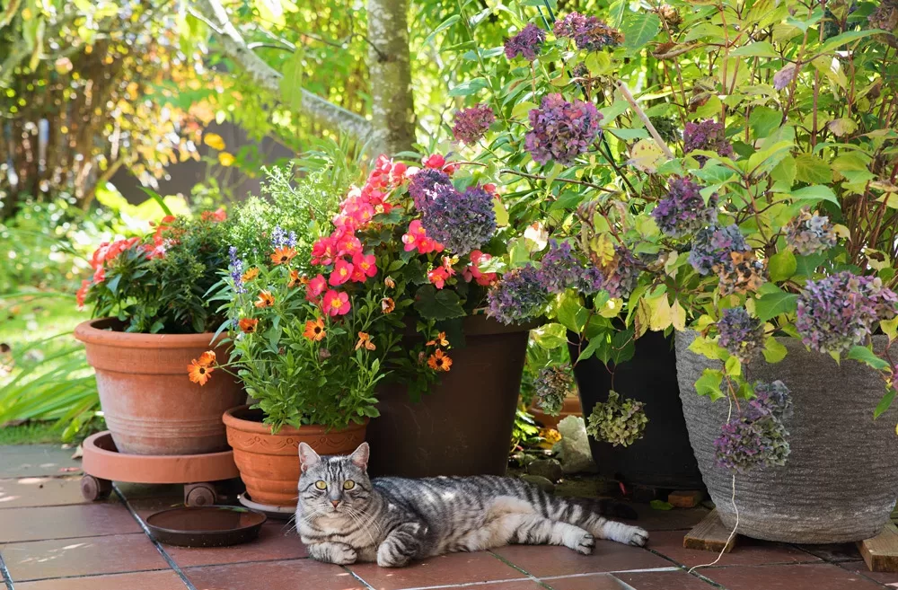 summer garden safety pets toxic plants hazards cat relaxing in s
