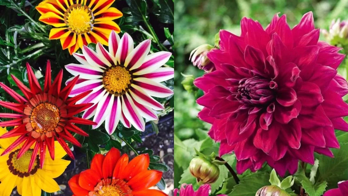 winter flowers gazania dhalia 1576054005