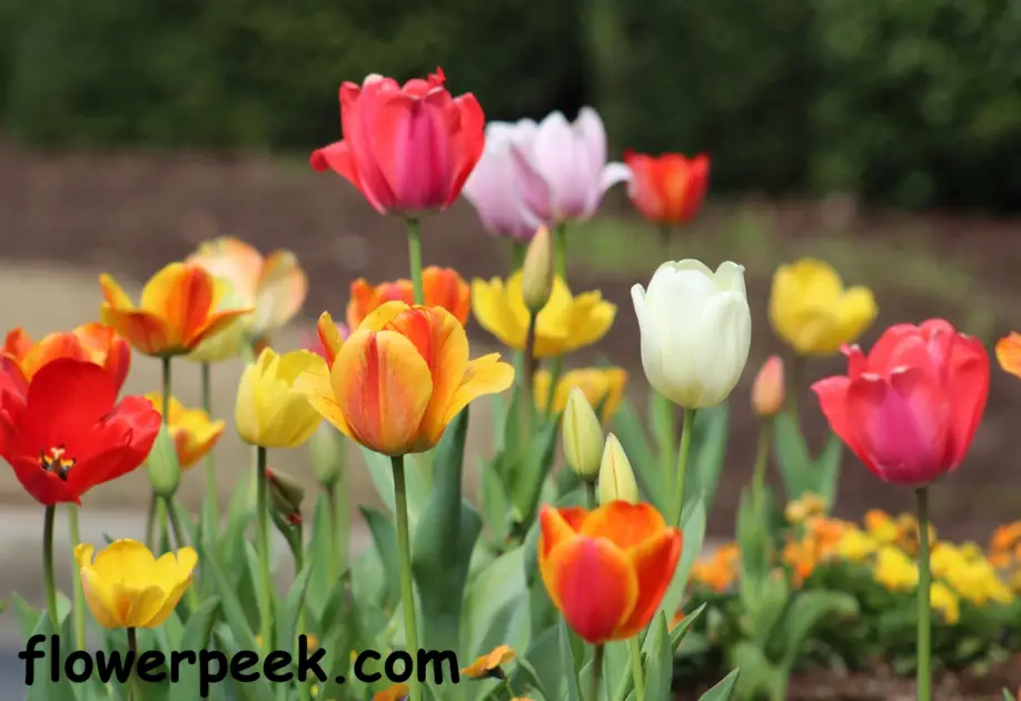 How To Take Care Of Tulip Plant