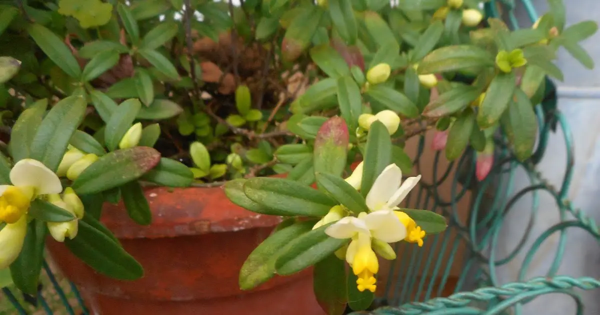 Plant of the Week: Polygala